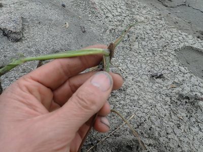 Phragmites karka, photographed by Arnim Littek