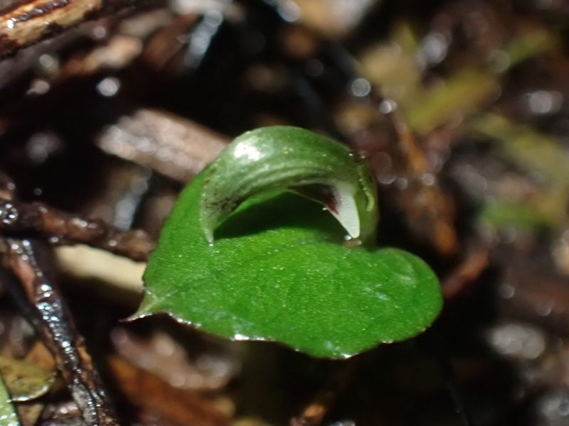 Corybas cheesemanii, photographed by Shaun