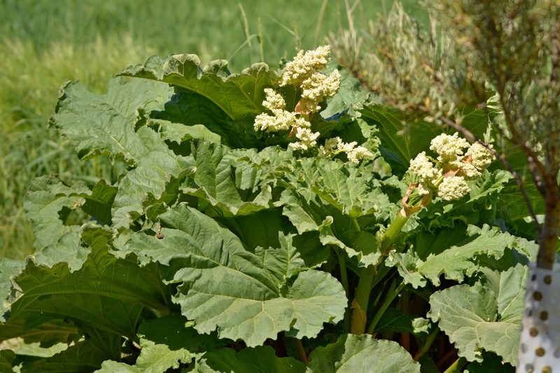 Rheum rhabarbarum, photographed by Petr Harant