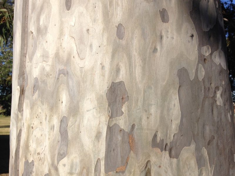 Corymbia maculata, photographed by Julie Overton