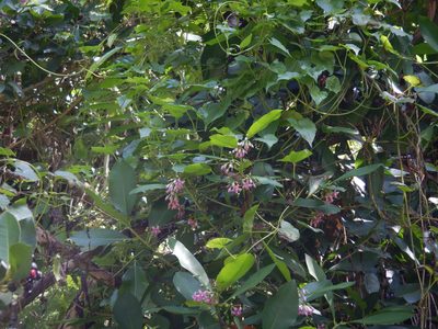 Ardisia elliptica, photographed by Jon Sullivan