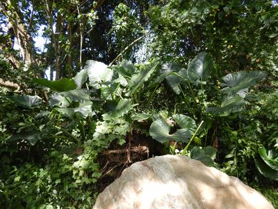 Alocasia macrorrhizos, photographed by Jon Sullivan