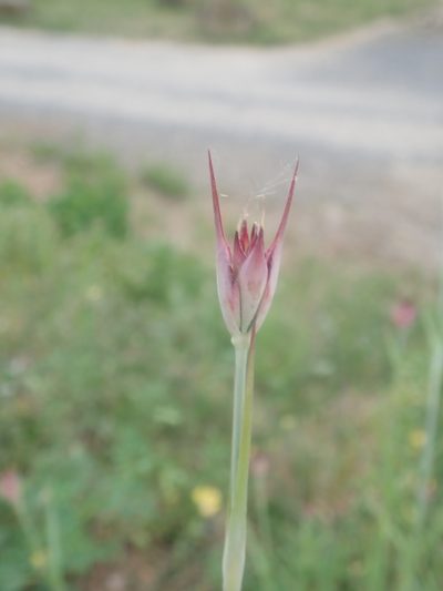 Dianthus giganteus, photographed by Dr. Guido Bohne