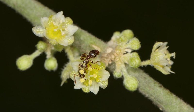 Clutia hirsuta, photographed by Alan Manson