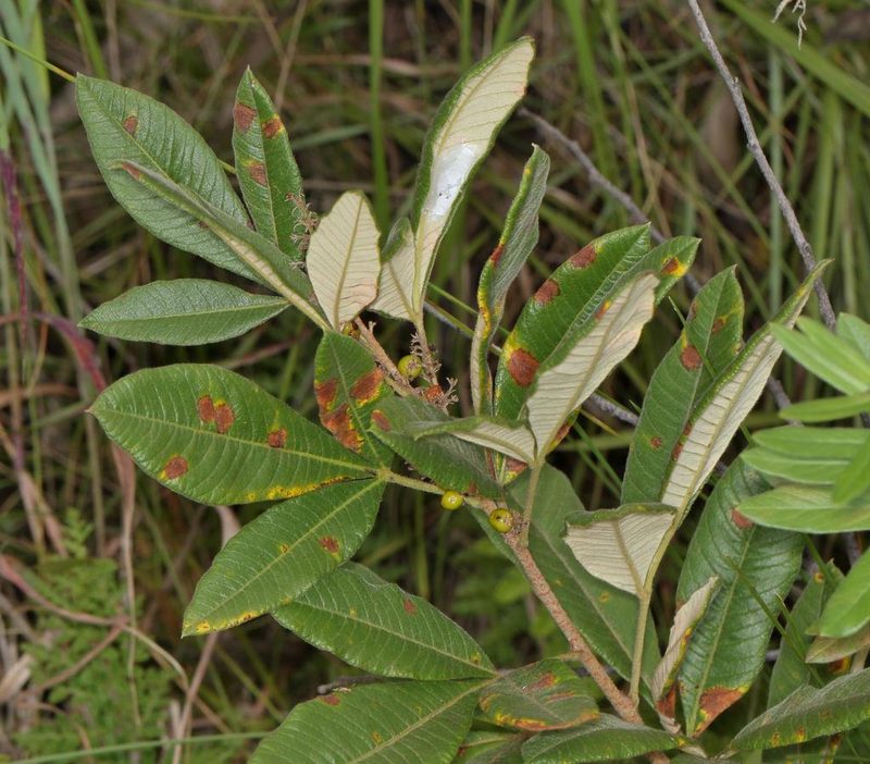 Searsia discolor, photographed by Alan Manson