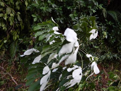 Cecropia pachystachya, photographed by Jon Sullivan