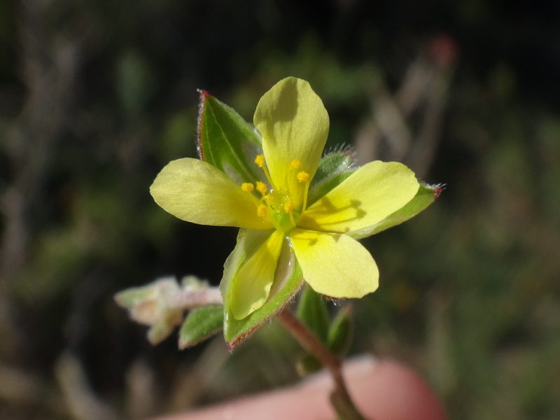 Helianthemum salicifolium, photographed by Christian Berg