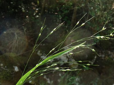 Achnatherum virescens