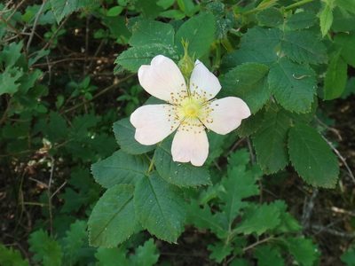 Rosa corymbifera, photographed by Christian Berg