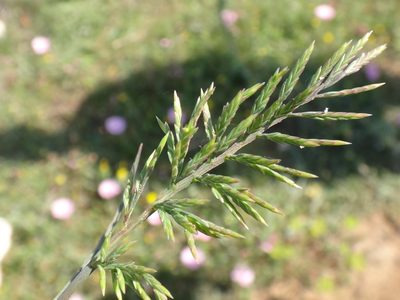 Catapodium rigidum, photographed by Christian Berg