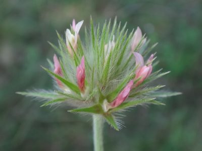 Trifolium stellatum, photographed by Christian Berg