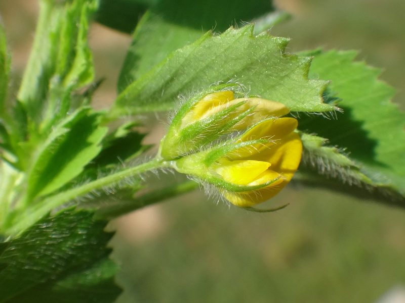 Medicago truncatula, photographed by Christian Berg