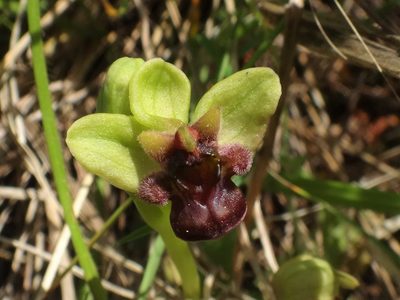 Ophrys bombyliflora, photographed by Christian Berg