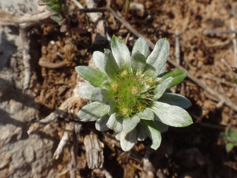 Filago pygmaea, photographed by Christian Berg