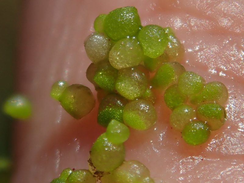 Wolffia arrhiza, photographed by Christian Berg