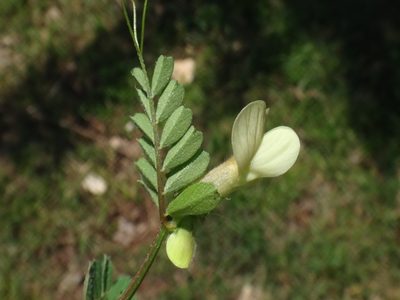 Vicia hybrida, photographed by Christian Berg