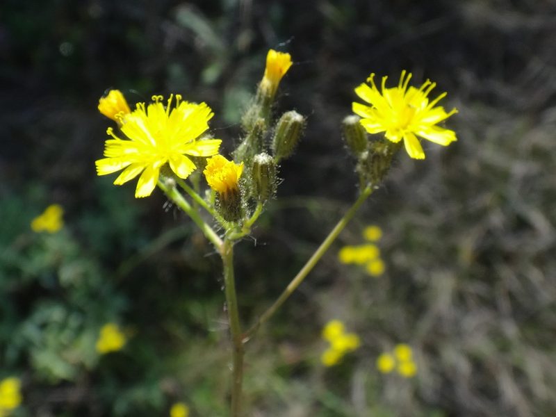 Pilosella piloselloides, photographed by Christian Berg