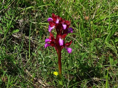 Anacamptis papilionacea