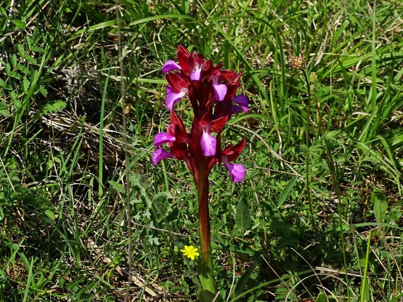 Anacamptis papilionacea, photographed by Christian Berg