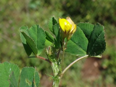 Medicago orbicularis, photographed by Christian Berg