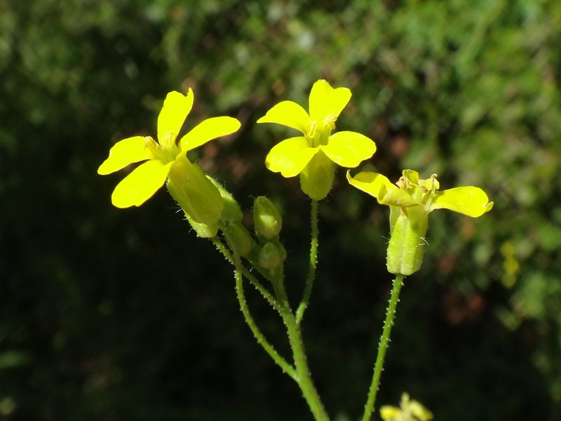 Bunias erucago, photographed by Christian Berg