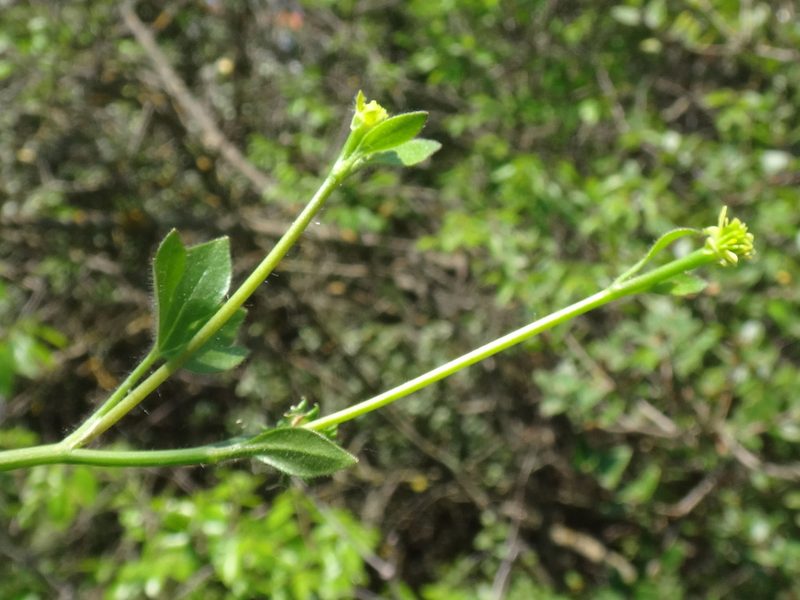 Ranunculus chius, photographed by Christian Berg