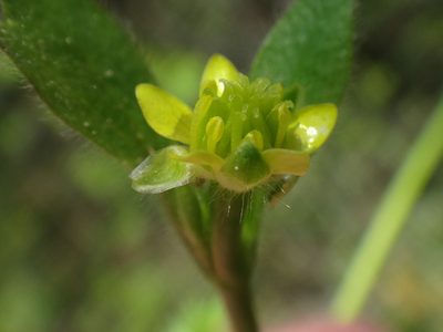 Ranunculus chius, photographed by Christian Berg