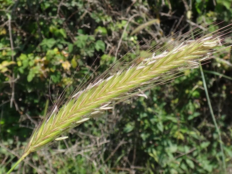Hordeum bulbosum, photographed by Christian Berg