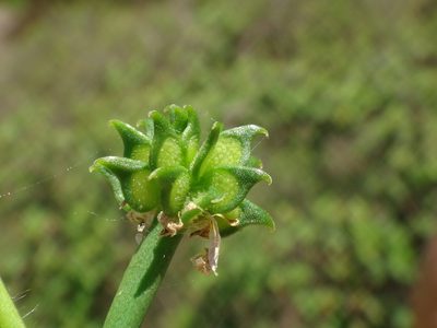 Ranunculus chius, photographed by Christian Berg