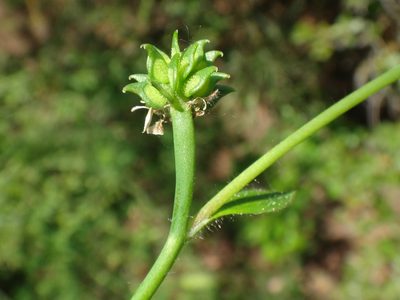 Ranunculus chius, photographed by Christian Berg