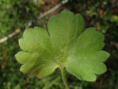 Ranunculus chius, photographed by Christian Berg