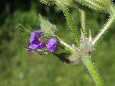 Erodium ciconium, photographed by Christian Berg