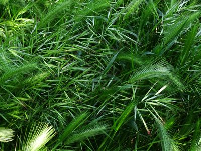 Bromus madritensis