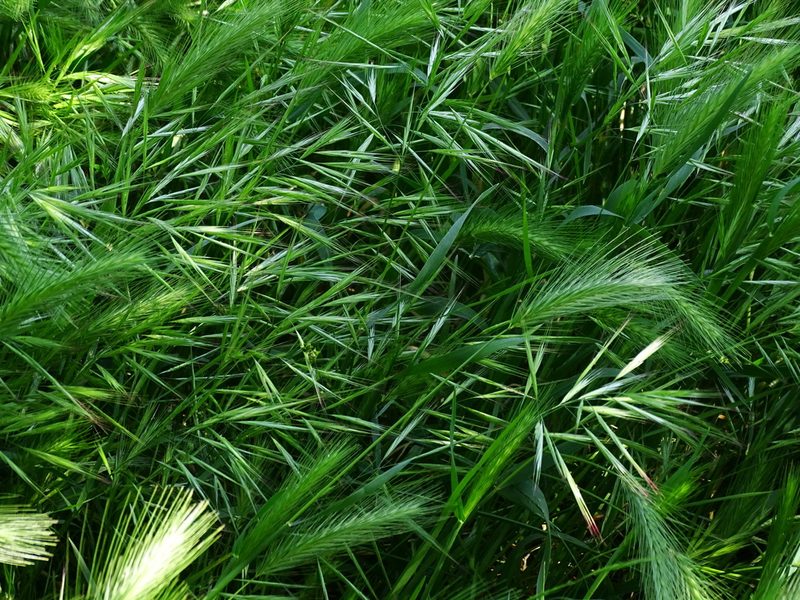 Bromus madritensis, photographed by Christian Berg