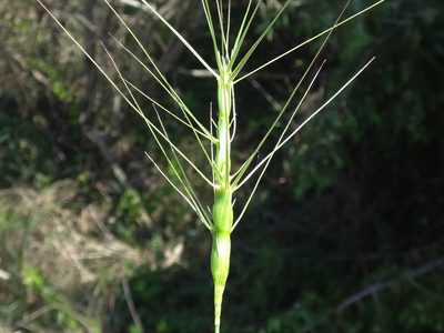 Aegilops triuncialis