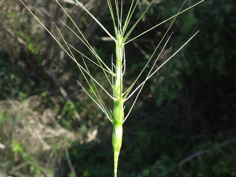Aegilops triuncialis, photographed by Christian Berg