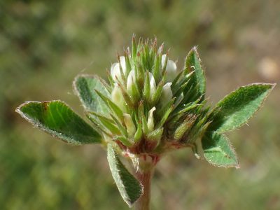 Trifolium scabrum, photographed by Christian Berg