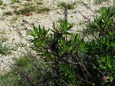 Dittrichia viscosa, photographed by Christian Berg