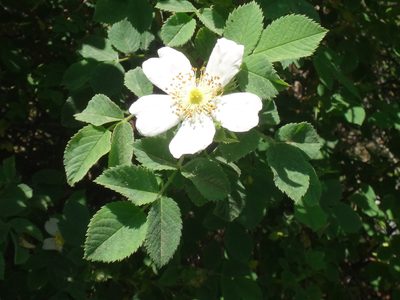 Rosa corymbifera, photographed by Christian Berg