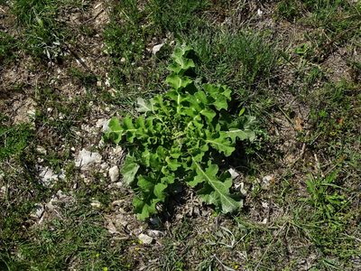 Verbascum sinuatum, photographed by Christian Berg