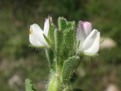 Ononis reclinata, photographed by Christian Berg
