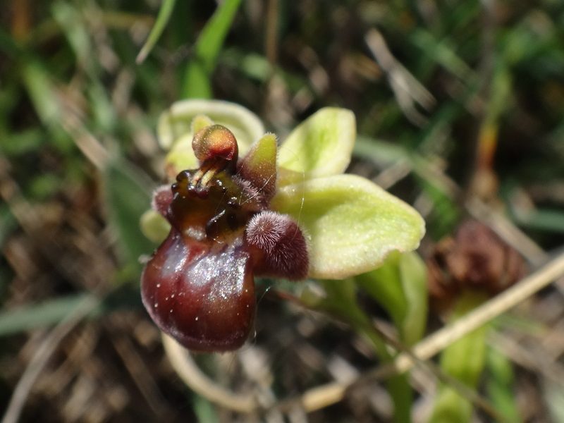Ophrys bombyliflora, photographed by Christian Berg