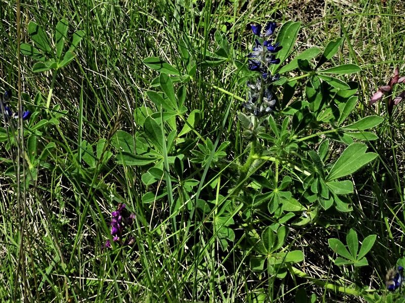 Lupinus gussoneanus, photographed by Christian Berg