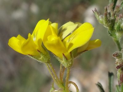 Medicago prostrata, photographed by Christian Berg
