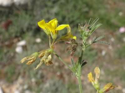 Medicago prostrata, photographed by Christian Berg