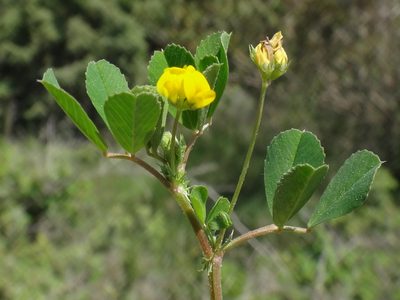 Medicago polymorpha, photographed by Christian Berg