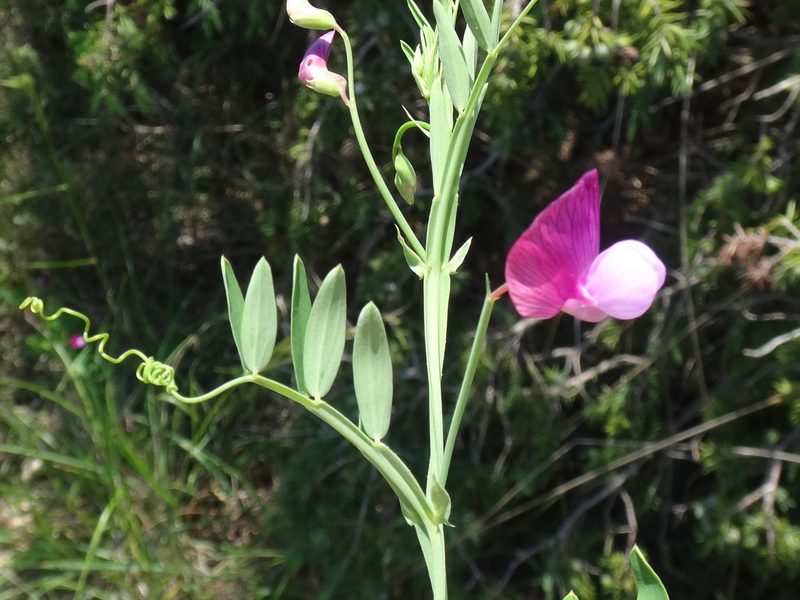 Lathyrus clymenum, photographed by Christian Berg