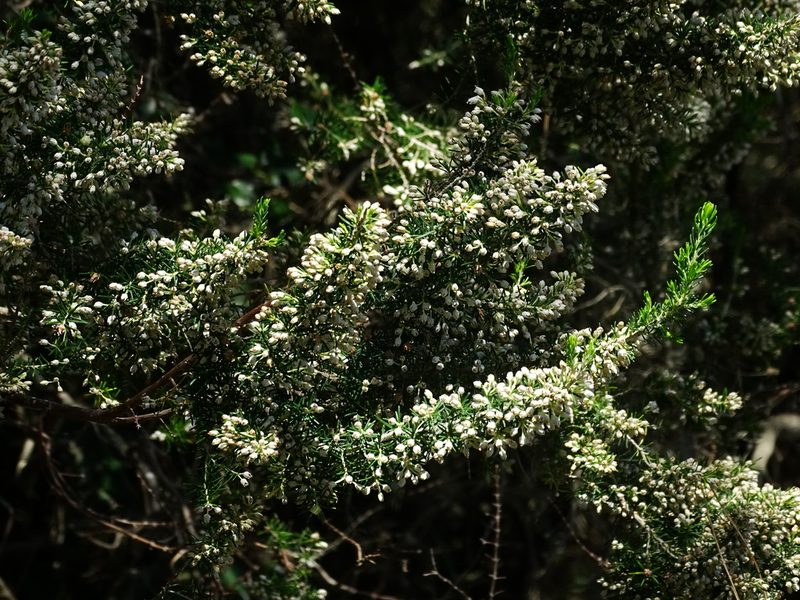 Erica arborea, photographed by Christian Berg