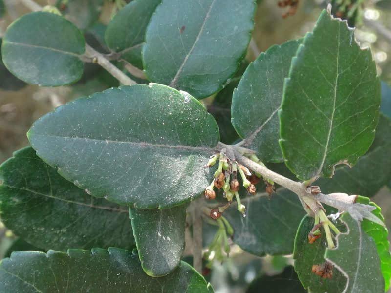 Phillyrea latifolia, photographed by Christian Berg