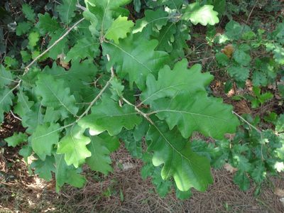 Quercus pubescens, photographed by Christian Berg